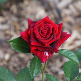 Красная роза.