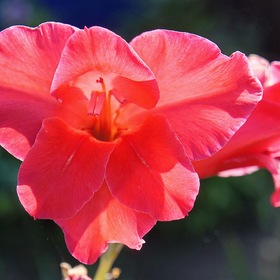 Гладиолуса цветок.