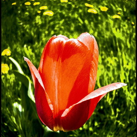 одинокий тюльпан на одуванчиковом поле