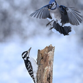 Blue Jay vs. Hairy woodpecker (female)