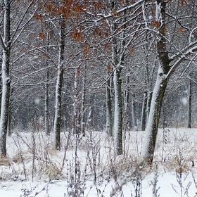 Снегопад в Царицыно. (1)
