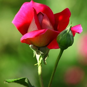 Роза прекрасная