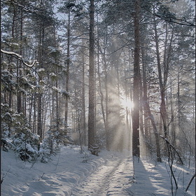 Прогулки по зимнему лесу.