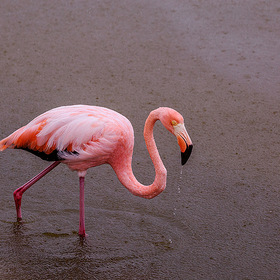 Фламинго в дождь