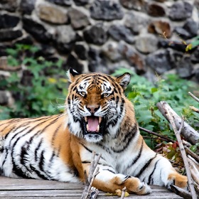 Киевский зоопарк, тигр