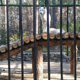 В Новосибирском зоопарке