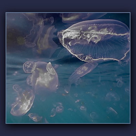 Медузная тусовка (1)