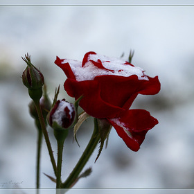 Снежная роза II
