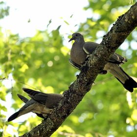 Птенцы лесных голубей