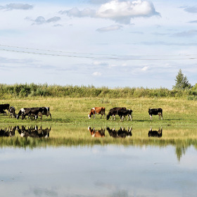 Коровы у озера