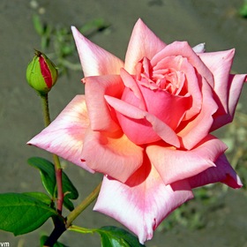 Дурманящий запах розы наполнен вечной любовью!