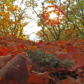 Осенняя дорога к закату