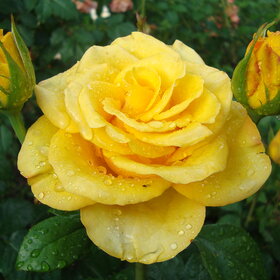 жёлтая роза после дождя