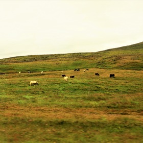 Исландские лошадки, август 2021