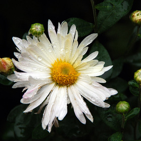 Белая хризантема умытая октябрьским дождем