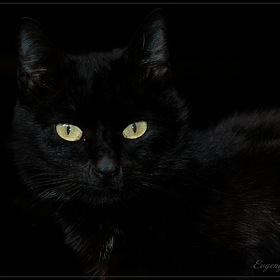 Чёрный кот на тёмном чердаке