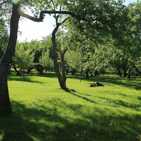 Отдых на траве под яблонями