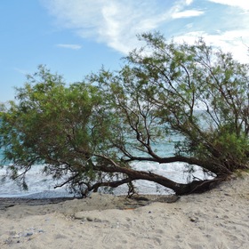 Одинокое дерево на песке.