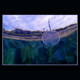 Вид из под воды с медузой в кадре