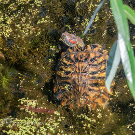 Красноухая черепаха в осеннем пруду
