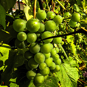 Подмосковный виноградик