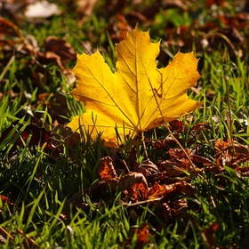 кленовый лист осенний
