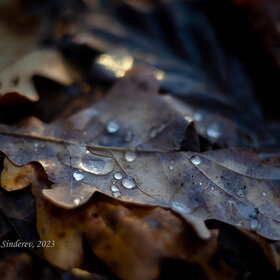 Капли дождя на жухлой листве