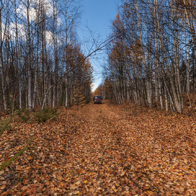 Осень в лесах Камчатки