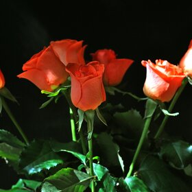 Розы на черном фоне
