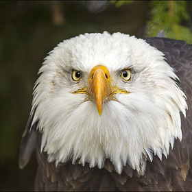Bald Eagle / Белоголовый орлан. Portrait ;)