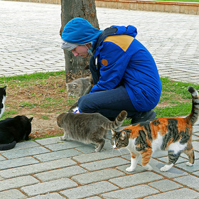 Гуманитарная помошь кошкам острова  Бююкада от российских туристов))(Panasonic LX-100)