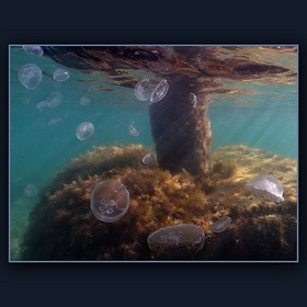 Медузная тусовка (4)