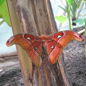 Павлиноглазка атлас (Attacus atlas) — бабочка из семейства Павлиноглазок. Одна из крупнейших бабочек в мире.