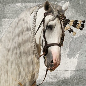 ... андалуз - лошадь королей ...