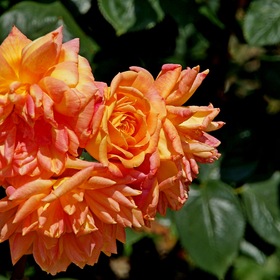 Розы Никитского Ботанического сада