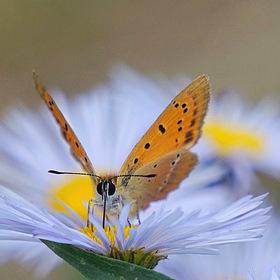 "Среди цветов легко летая, Малютка бабочка живёт."