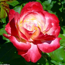 Светилась ярко как комета, чудесная роза в саду! (68)