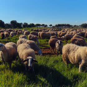Овцы на выпасе