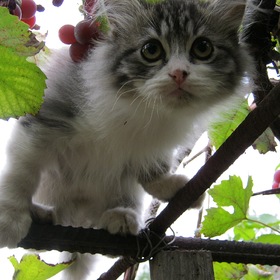 Котик Сёма на винограднике