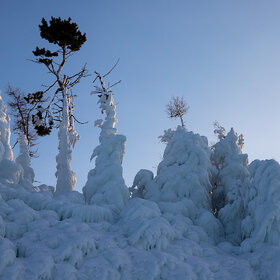 В ледовом плену (деревья острова Огой на Байкале)