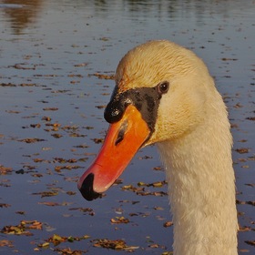 inquisitive Swan