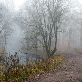 Утренний туман в лесу.