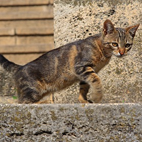 Железноводский парковый кот.