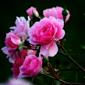 Розовые розы. Для Наташки Беляковой