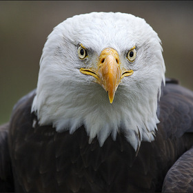 Bald Eagle / Белоголовый орлан