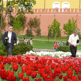 тюльпаны конкурируют с Кремлём