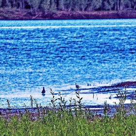 Июль...Сизые чайки  у берега реки!