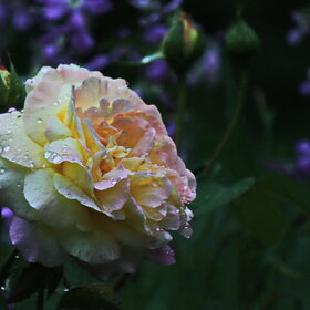 "Роза пахнет розой, хоть розой назови её , хоть нет". Шекспир "Ромео и Джульетта"