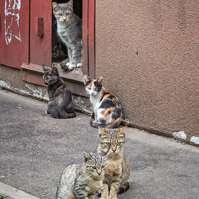 Бездомное семейство кошачьих