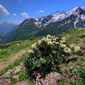 Рододендроны Кавказа